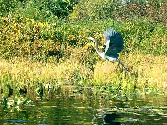 Blue Heron